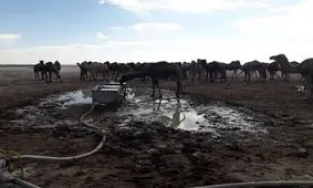 هدایت دو کاروان شتر به خارج از تالاب هامون