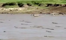 عبور گله گورخرها از رودخانه مرگ