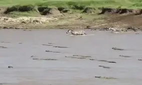 عبور گله گورخرها از رودخانه مرگ