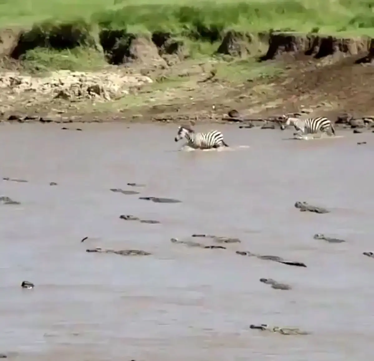 عبور گله گورخرها از رودخانه مرگ