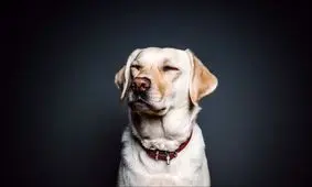 سگ در کلاس درس+عکس