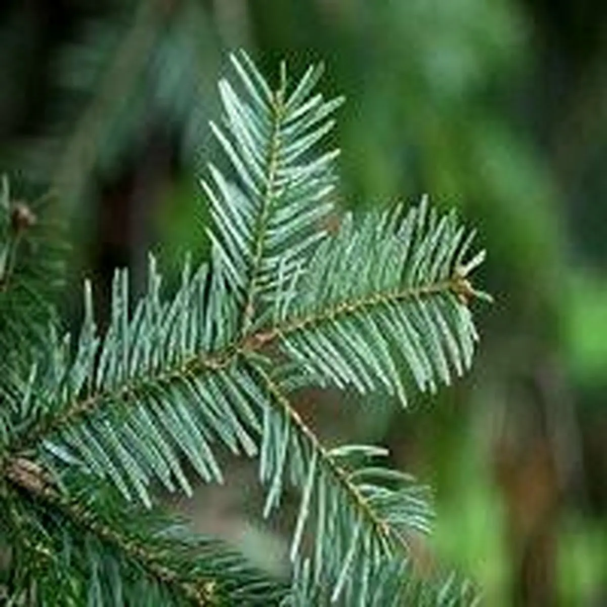 درمان سرطان با عصاره یک درخت عجیب