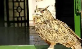 بزرگترین جغد ایران در پارک ملی کرخه رها شد