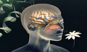 راهکار ساده طب سنتی برای بازگشت حس بویایی