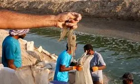 «دیر»بزرگترین منطقه آبزی‌پروی کشور می‌شود/ ظرفیت بالای پرورش میگو