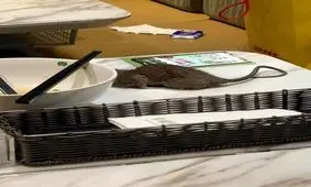 سقوط موش مرده از سقف رستوران کنار غذای مشتری