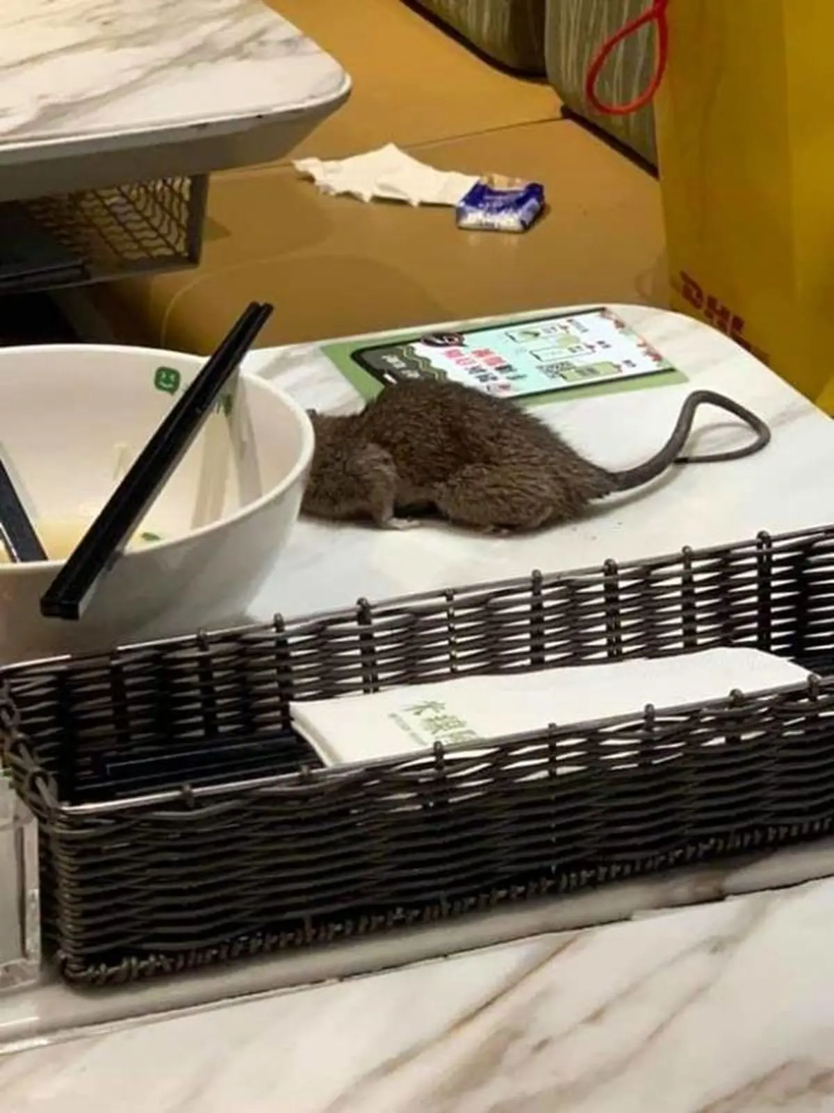 سقوط موش مرده از سقف رستوران کنار غذای مشتری