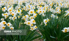 یک گل با هزاران ویژگی معجزه آسا