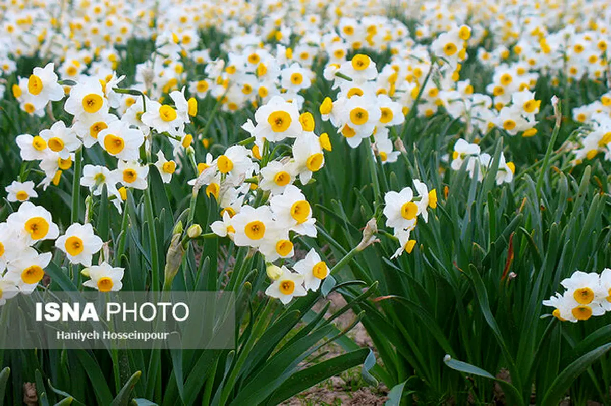 یک گل با هزاران ویژگی معجزه آسا