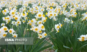 یک گل با هزاران ویژگی معجزه آسا