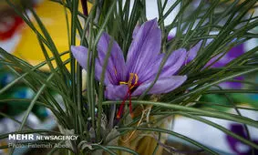 قیمت زعفران به ۱۱.۵ میلیون تومان رسید/ خرید تضمینی متوقف شد