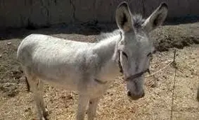 کشف سر الاغ ذبح شده این بار در کهگیلویه و بویراحمد + فیلم