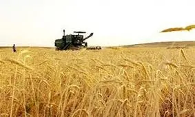 تصویب افزایش قیمت خرید تضمینی گندم در کمیسیون کشاورزی