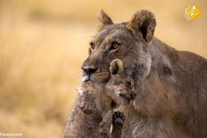تصاویری دیدنی از طبیعت و حیات وحش نامیبیا