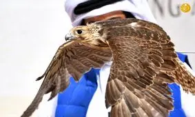 (تصاویر) شکار با شاهین در عربستان