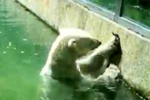 لحظه جالب نجات پرنده کوچک توسط خرس قطبی + فیلم