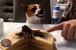 علاقه جالب سگ بازیگوش به کیک + فیلم