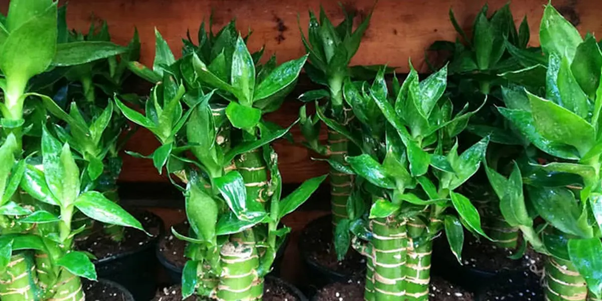 روش نگهداری بامبو لوتوس در منزل و محیط کار چگونه است؟