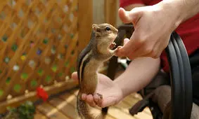 ۱۰ اصل نگهداری از سنجاب در منزل