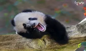 حیوانات بهتر از هر کمدینی شما را می‌خندانند!