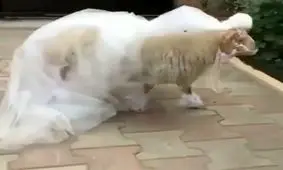 گوسفند کیلویی ۱۱۰ تومن