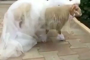 گوسفند کیلویی ۱۱۰ تومن