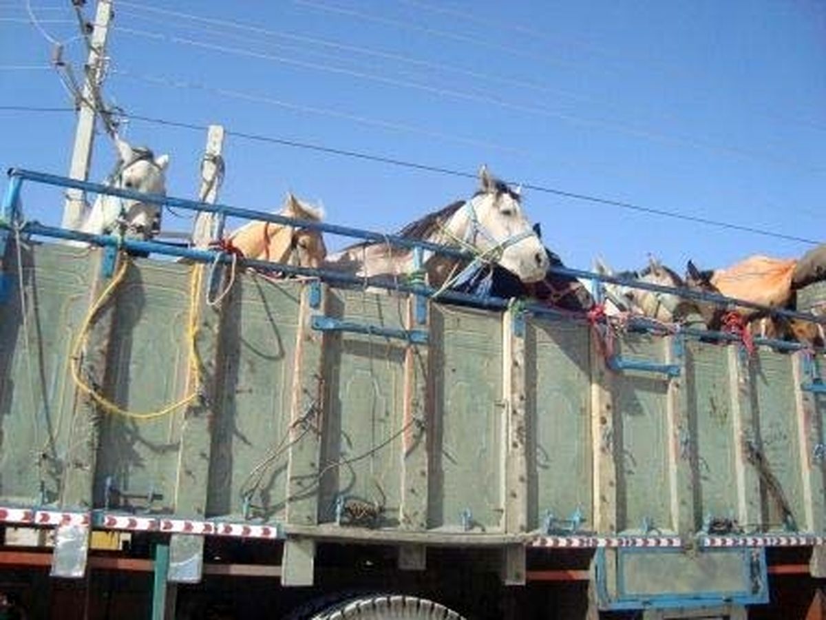 کشف 14 رأس اسب قاچاق در سراوان