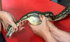 ۲۰ دقیقه ماساژ برای خارج‌کردن توپ تنیس از شکم مار پیتون + فیلم و عکس