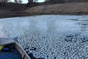 مرگ هزاران ماهی در اثر تغییرات آب و هوایی در "رودخانه Darling" استرالیا