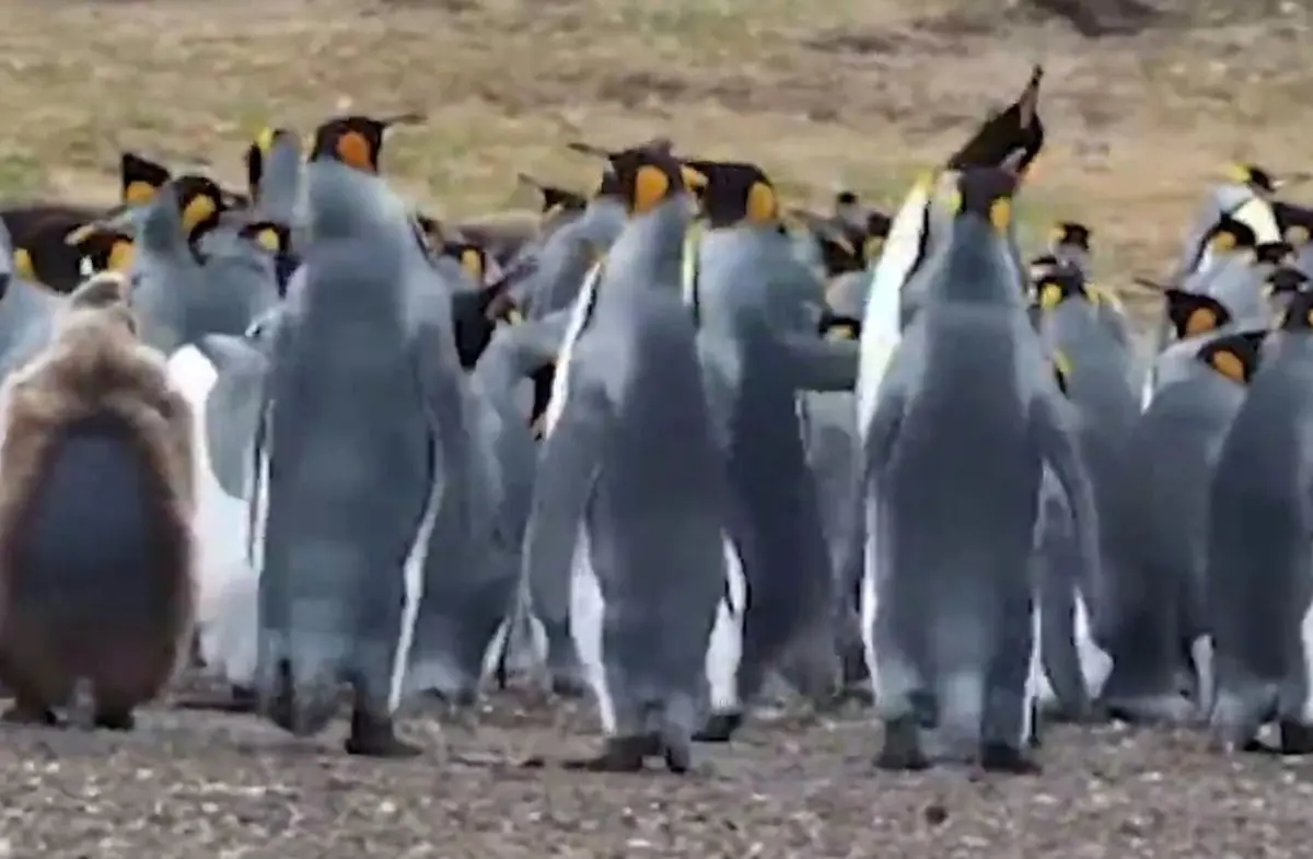دعوای بامزه‌ی پنگوئن‌ها+فیلم
