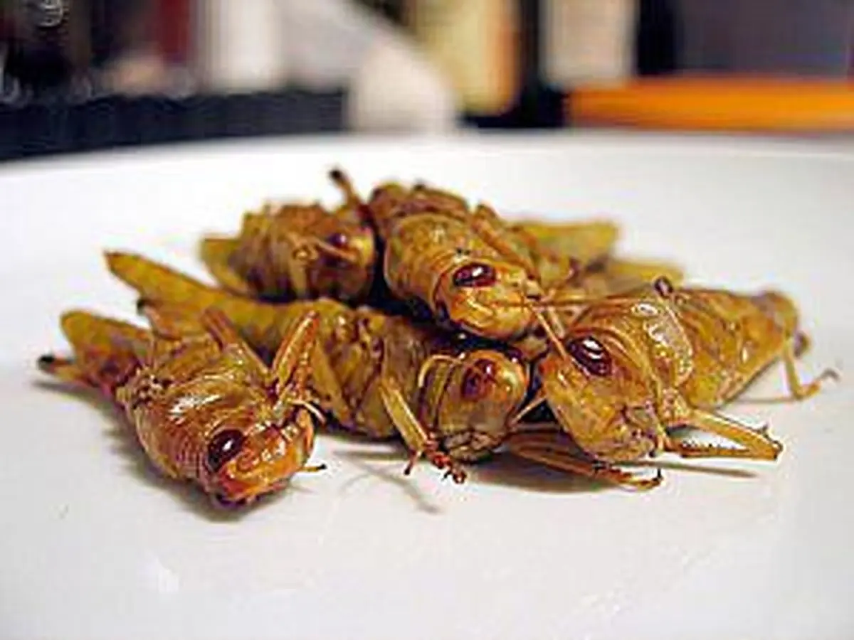 ملخ خوری عربستانی ها