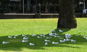 گرمای بی‌سابقه در استرالیا + تصاویر