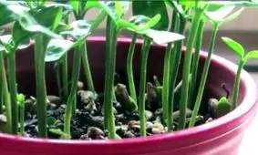 دیگه وقتشه کم کم به فکر سبـــــزه عید باشید