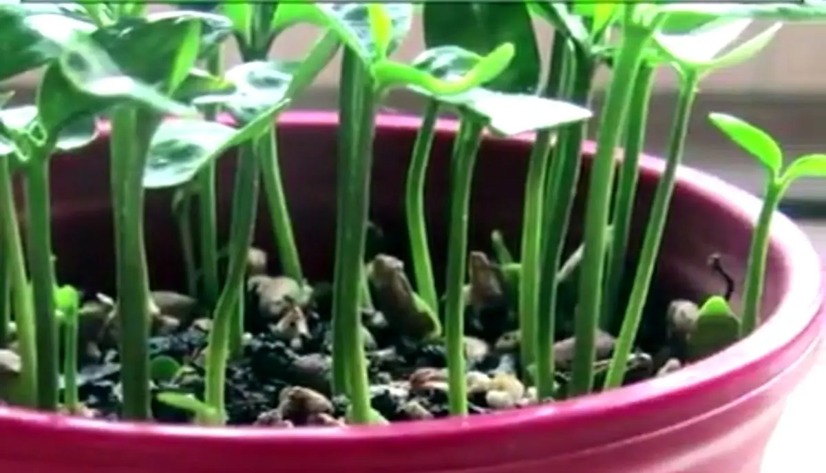 دیگه وقتشه کم کم به فکر سبـــــزه عید باشید