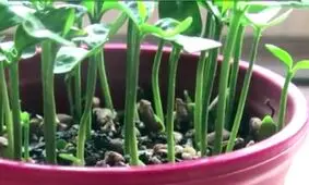 دیگه وقتشه کم کم به فکر سبـــــزه عید باشید