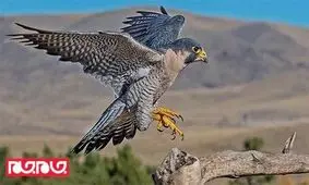 سریع‌ترین حیوان جهان را بشناسید