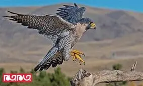 سریع‌ترین حیوان جهان را بشناسید