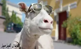 نامه ی یک گوسفند به خانواده!