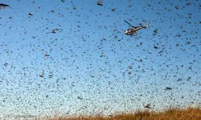 آنچه باید در مورد هجوم ملخ ها به خوزستان بدانید