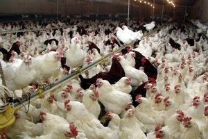 توقیف محموله مرغ قاچاق در شاهرود