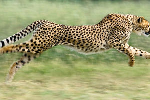 سریع‌ترین حیوانات جهان را بشناسید