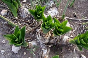 خواص پیاز عنصل برای سلامتی و زیبایی