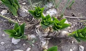 خواص پیاز عنصل برای سلامتی و زیبایی