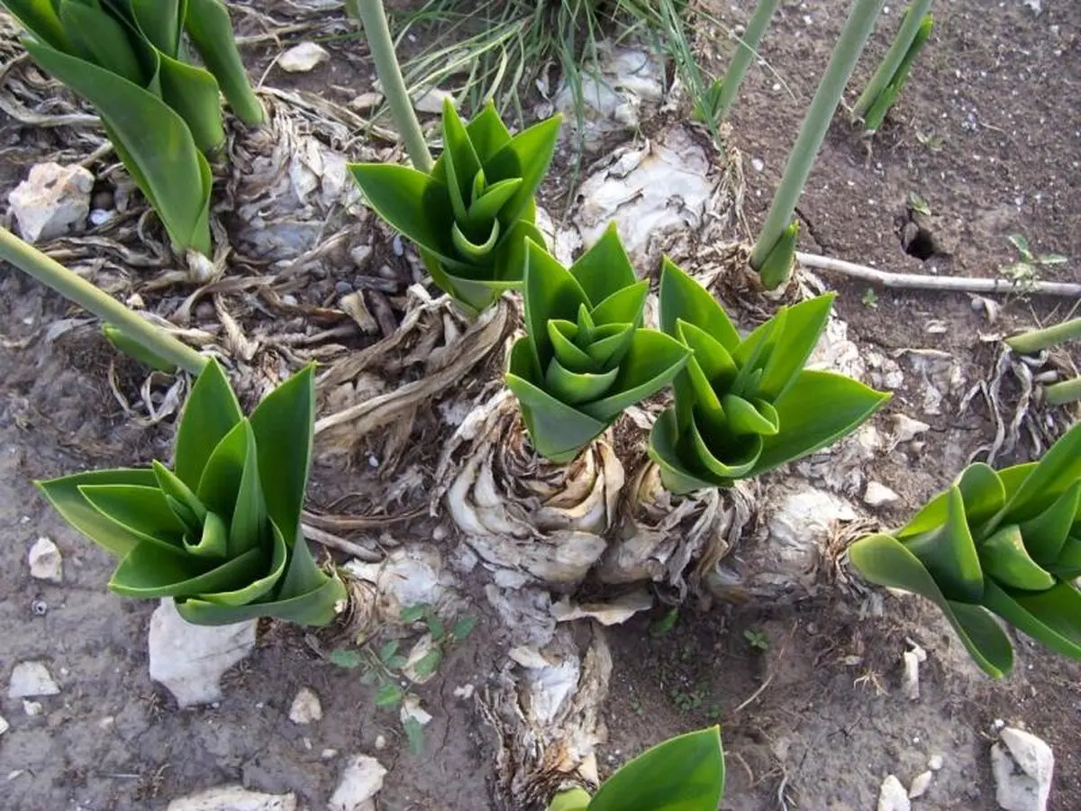 خواص پیاز عنصل برای سلامتی و زیبایی