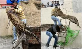 لحظه حمله پلنگ به مامور حیات وحش +فیلم