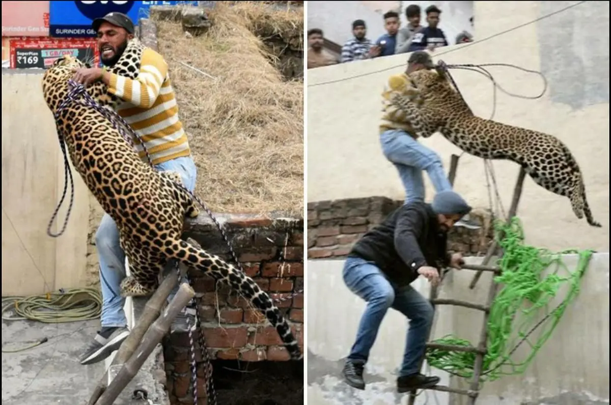 لحظه حمله پلنگ به مامور حیات وحش +فیلم