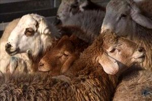 کشف ۱۸۰ راس گوسفند قاچاق در بستک