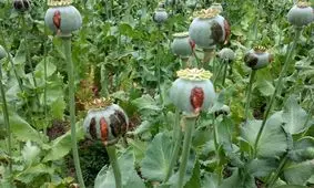 جریان ۷۰هکتار مزرعه خشخاش چه بود؟/ هنوز مستنداتی ندیدیم