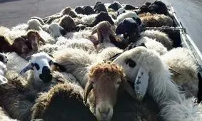 کشف ۲۱۱ راس دام قاچاق در مشگین شهر