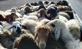 کشف ۲۱۱ راس دام قاچاق در مشگین شهر